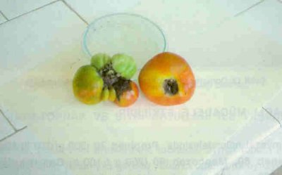 Domates meyvesinde erken yaprak yanıklığı.